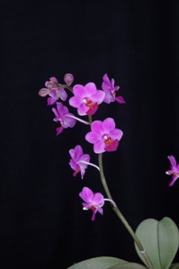 Phalaenopsis Annie Van Tweel Donna HCC/AOS 76 pts. Inflorescence
